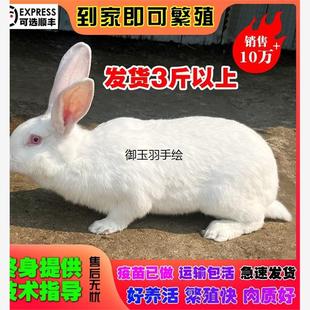 三斤成年种兔家养食用肉兔子活物非公母一对大兔巨型纯种比利时体