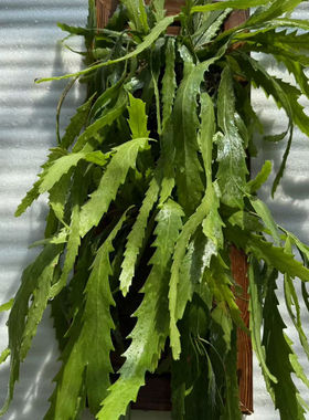 孔雀翎丝苇板植作画稀有品种绿植花卉美观趣味植物室内阳台