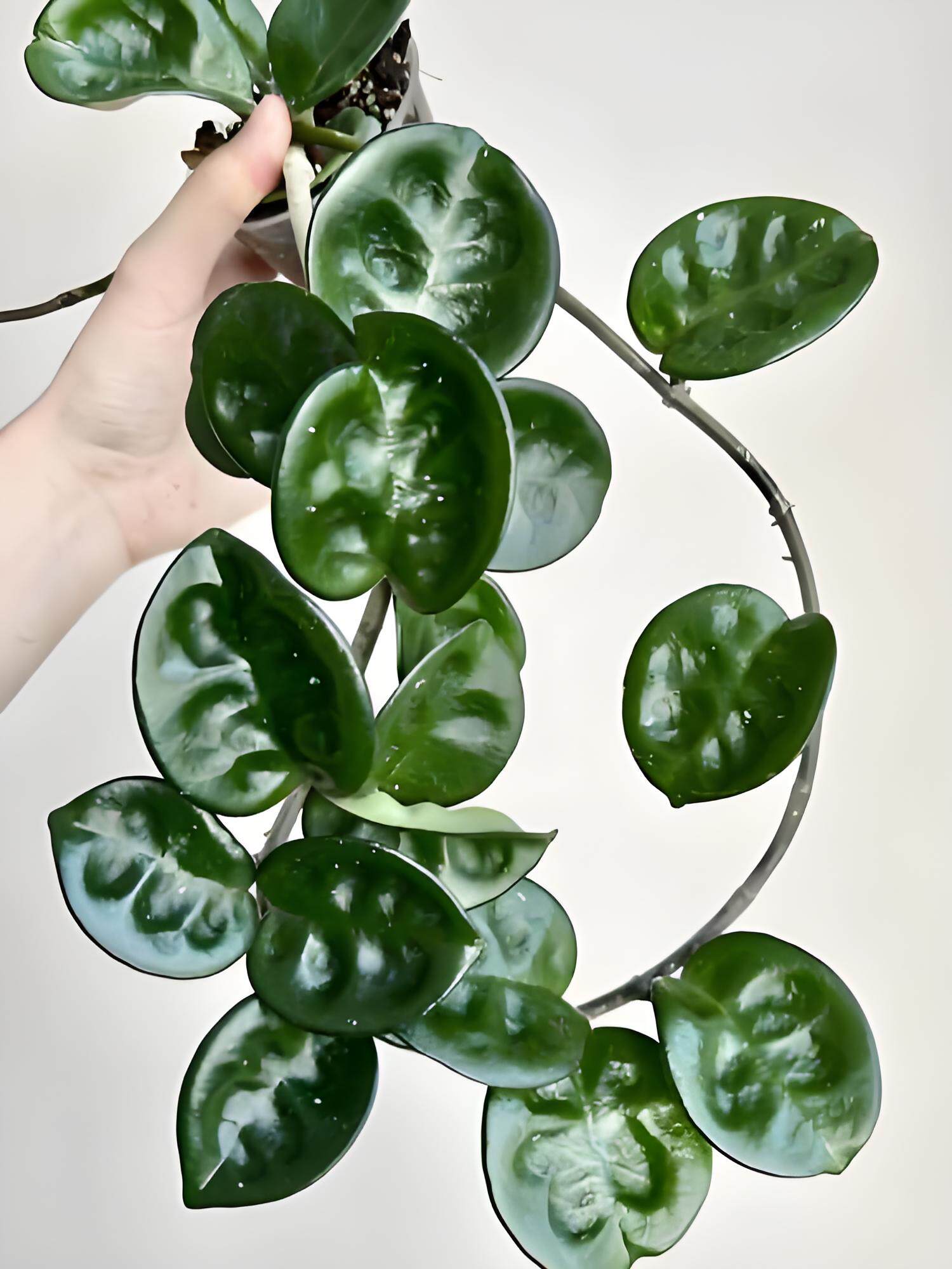 简盆球兰合集 克林顿断叶卷叶开花懒人好养绿植花卉室内高颜值,鲜花速递/花卉仿真/绿植园艺,绿植,淘宝优惠券,粉丝福利购,淘宝优惠卷