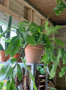 圆叶昙花 [Epiphyllum - ]月下美人昙花 网红室内