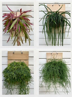 丝韦类板植合集  红叶喀秋莎玻利维亚室内绿植懒人好养观叶植物