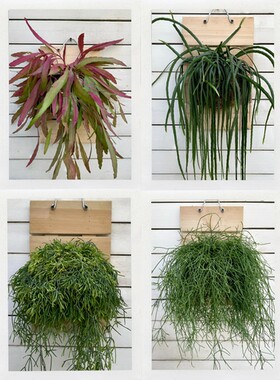 丝韦类板植合集  红叶喀秋莎玻利维亚室内绿植懒人好养观叶植物