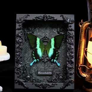 蝴蝶标本爱神凤蝶真蝴蝶天然暗黑金属哥特风家居摆件相框定制礼物