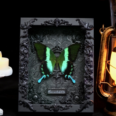 蝴蝶标本爱神凤蝶真蝴蝶天然暗黑金属哥特风家居摆件相框定制礼物