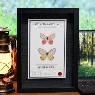 玫瑰绡眼蝶黄晶眼蝶真蝴蝶标本相框装饰画摆件情侣生日节日小礼物