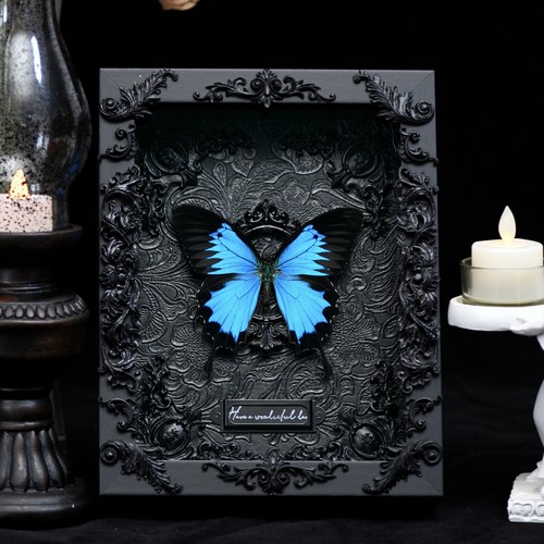 天堂凤蝶蝴蝶标本黑暗真蝶蝶标本复古框标本情侣礼物摆件生日毕业