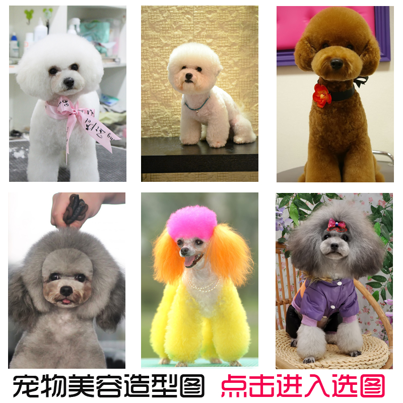 宠物美容造型图狗狗造型挂画贵宾犬海报kt板画宠物店海报装饰墙贴