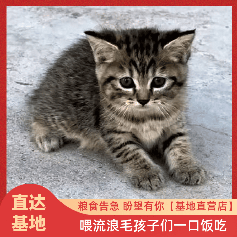直达基地 街头无主动物粮食投喂连接文创纪念品明信片