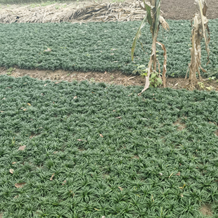 日本矮麦冬草带土玉龙草苗耐寒别墅庭院花园园林绿化地被植物草坪