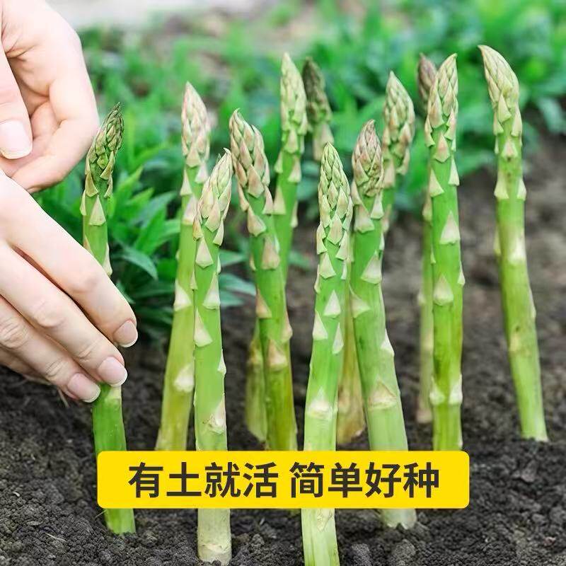 芦笋根苗带土批发老根阳台盆栽庭院四季芦笋根苗芦笋种植种苗
