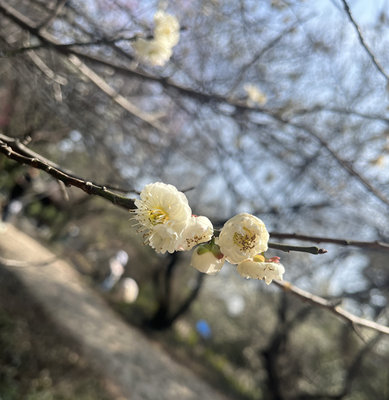 根本古法【手工制香 沉香玫瑰】香粉打香篆古法熏香 甜蜜花香惠安