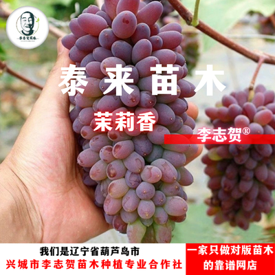 茉莉香葡萄苗嫁接苗 贝达砧木 一年苗 泰来苗木