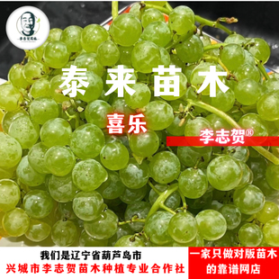 喜乐无核葡萄嫁接苗 贝达砧木 泰来苗木