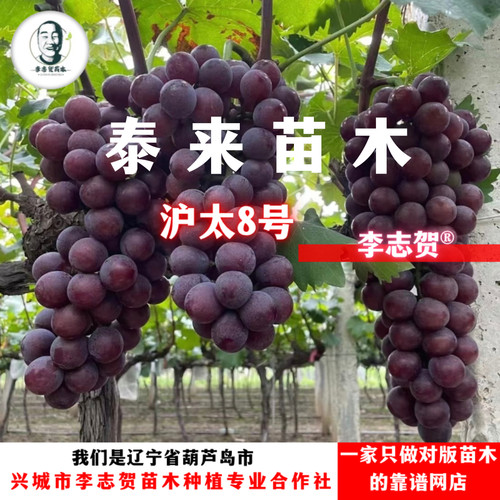 沪太8号葡萄苗  贝达砧木 一年苗 泰来苗木