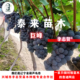 泰来苗木 李志贺苗木 巨峰葡萄苗 贝达砧木