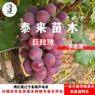 巨玫瑰嫁接苗 夏黑砧木 李志贺精选苗木 泰来苗木