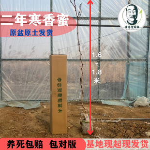 寒香蜜二年葡萄小树 原土发货 包成活 泰来苗木