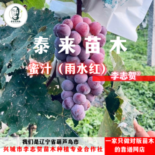 蜜汁(雨水红)葡萄苗 贝达砧木 嫁接苗 泰来苗木