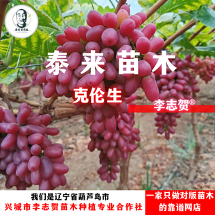 克伦生葡萄嫁接苗 贝达砧木李志贺苗木 泰来苗木