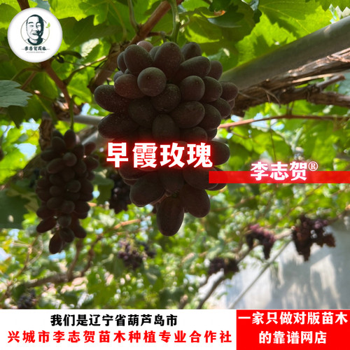 早霞玫瑰葡萄苗贝达嫁接苗  李志贺精选苗木