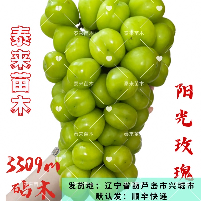 阳光玫瑰葡萄嫁接苗 贝达砧木嫁接  泰来苗木