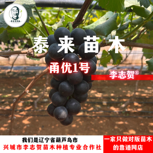 甬尤葡萄苗 扦插苗李志贺苗木 泰来苗木