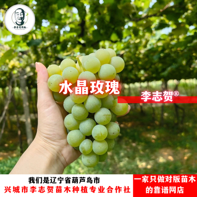 水晶玫瑰葡萄苗   贝达砧木（两广版本）  泰来苗木 李志贺苗木