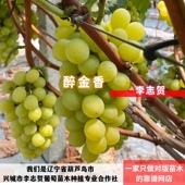 醉金香葡萄苗嫁接苗 李志贺精选苗木 贝达砧木
