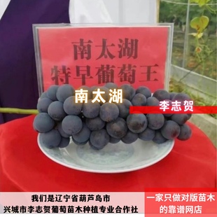 南太湖特早葡萄苗 贝达砧木 辽宁李志贺苗木泰来苗木
