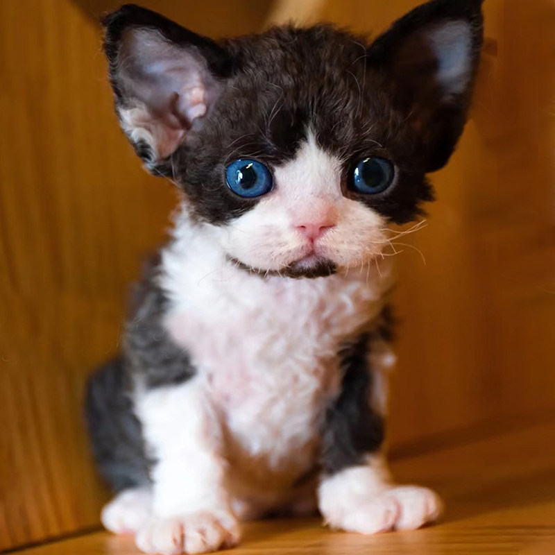 纯种德文卷毛猫幼猫不掉毛开脸蓝眼帝王猫高智商黑白德文活体幼崽