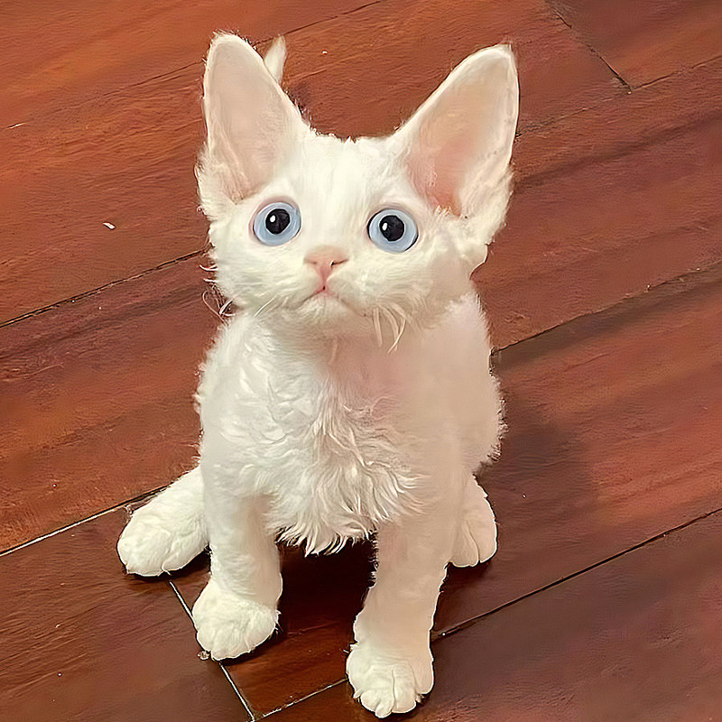 德文卷毛猫纯种幼猫黑白不掉毛棕虎斑帝王猫蓝眼赛级宠物活体猫咪