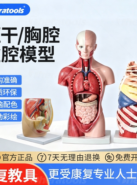 人体躯干模型解剖康复仿真