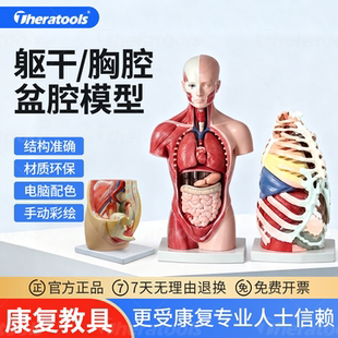 人体躯干模型解剖康复仿真全身内脏拼装动态胸腔盆腔模型玩具教具