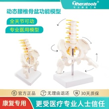 动态迷你女性骨盆模型关节可动孕产后康复theratools人体骨骼教具