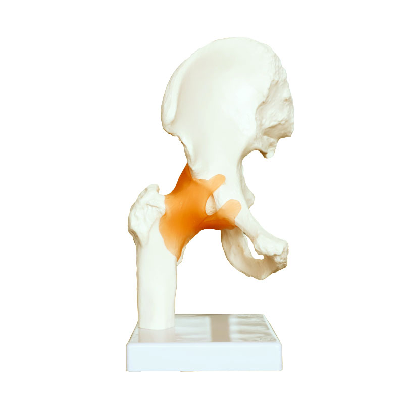 Theratools骨骼教具动态可活动