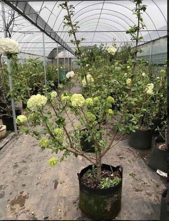 中华木绣球别墅庭院花卉木本绣球花苗大花绣球斗球花树苗麻球耐寒