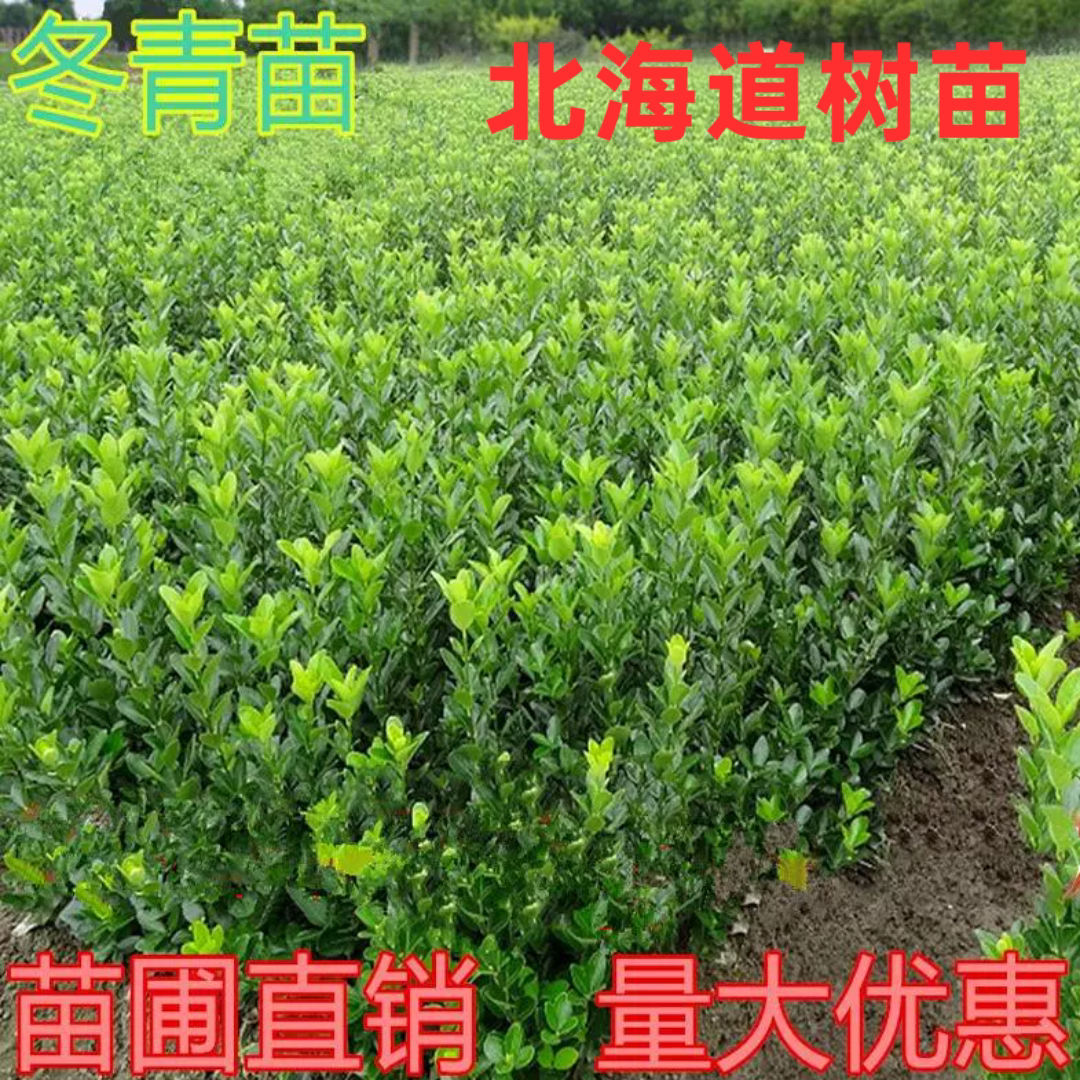 冬青树苗南北方种植易成活