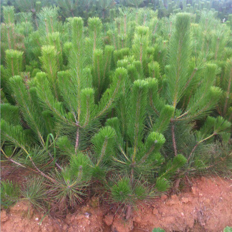 园林绿化苗木庭院植物花卉黑松树苗黑松苗盆景苗日本黑松四季常青