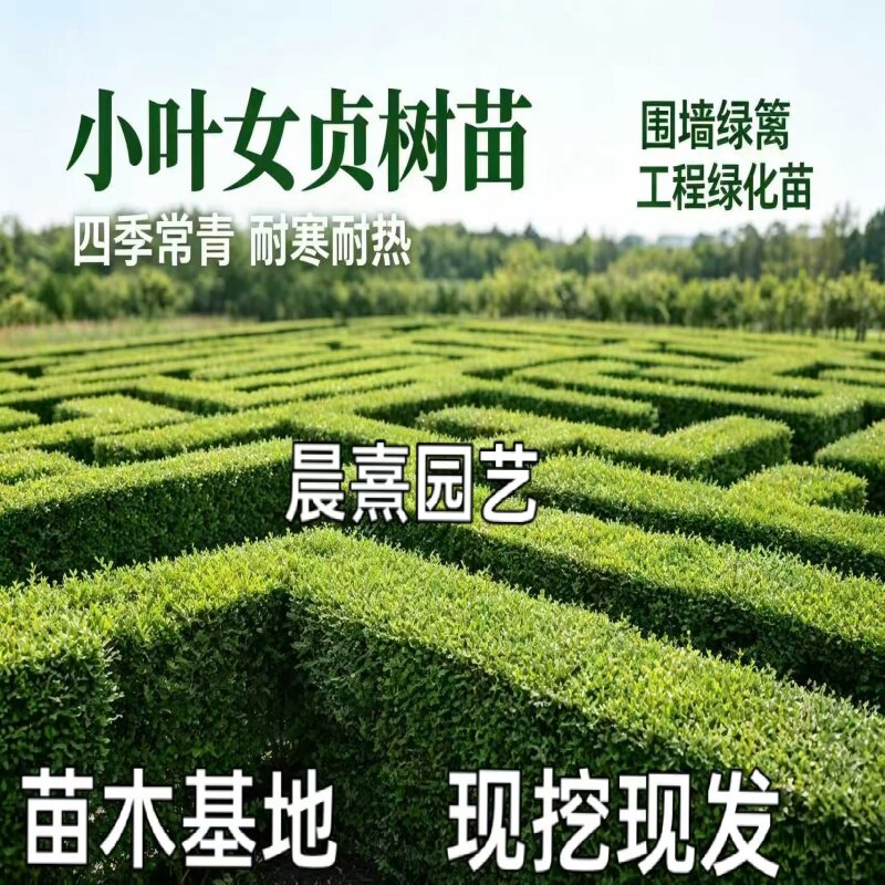 女贞树苗绿篱耐寒耐旱