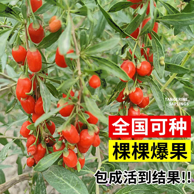 食用枸杞苗寒耐热煮汤盆景新鲜庭
