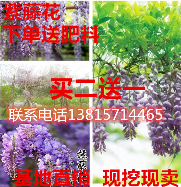 南北方庭院耐寒攀援植物爬藤紫藤树苗盆栽花苗多花紫腾萝花卉凌霄