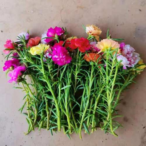 太阳花苗重瓣大花混色宿根盆栽绿植带根带花苞枝条四季花卉容易养