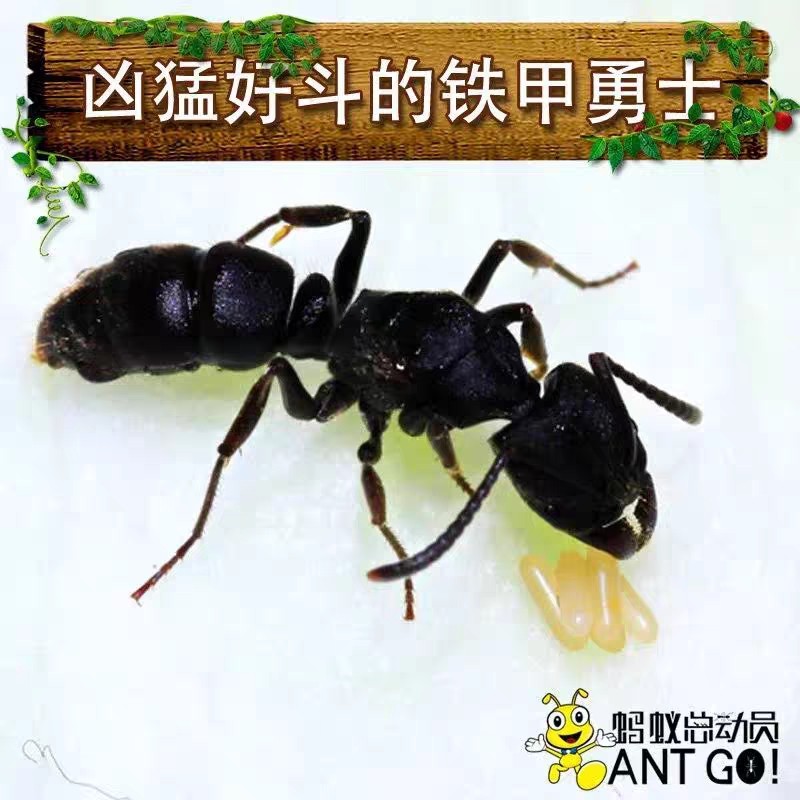 猛蚁新后素材模板 猛蚁新后图片下载 小麦优选