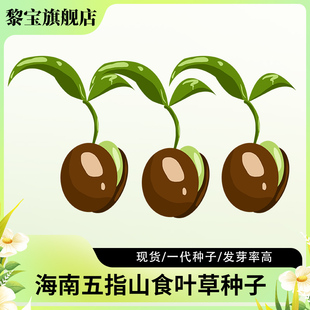 正宗现货海南五指山食叶草种子海南食叶草海南酸叶草酸叶汤酸正宗
