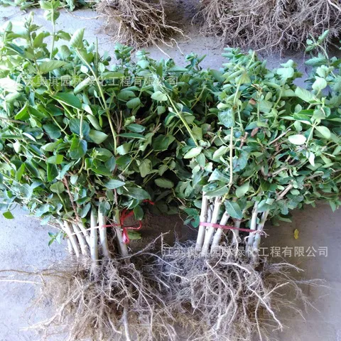 盆景泡茶耐寒树苗金银花庭院花卉四季开花金银花小苗阳台易活树桩