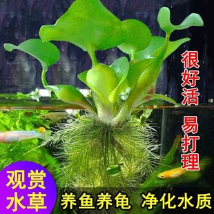 水葫芦浮萍绿植水生水培家用专用池塘室外水池好养凤眼莲净化水草