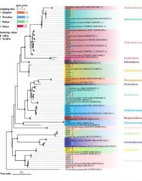 代做基于全基因组、snp分析以及绘制生物进化树图,及数据展示