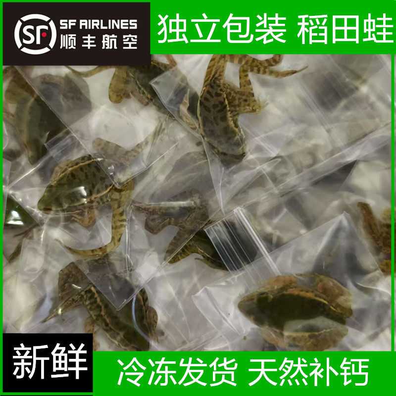 （顺丰空运）稻田蛙冰冻小青蛙龙鱼角蛙饲料活饵料高蛋白长帆神器
