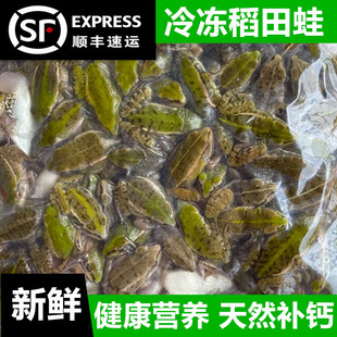 【顺丰速运】冷冻小青蛙雷龙鱼角蛙饲料饵料稻田蛙幼苗青龙鱼饲料