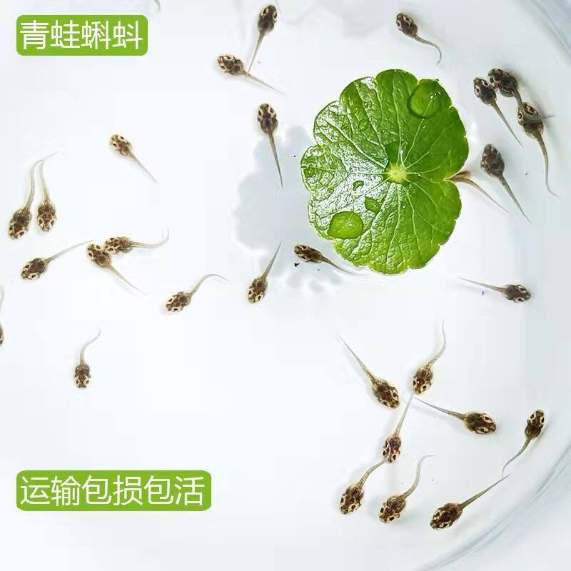 青蛙小蝌蚪稻田蛙卵冷冻小青蛙喂龙鱼饲料稻田养殖幼蛙黑斑蛙苗